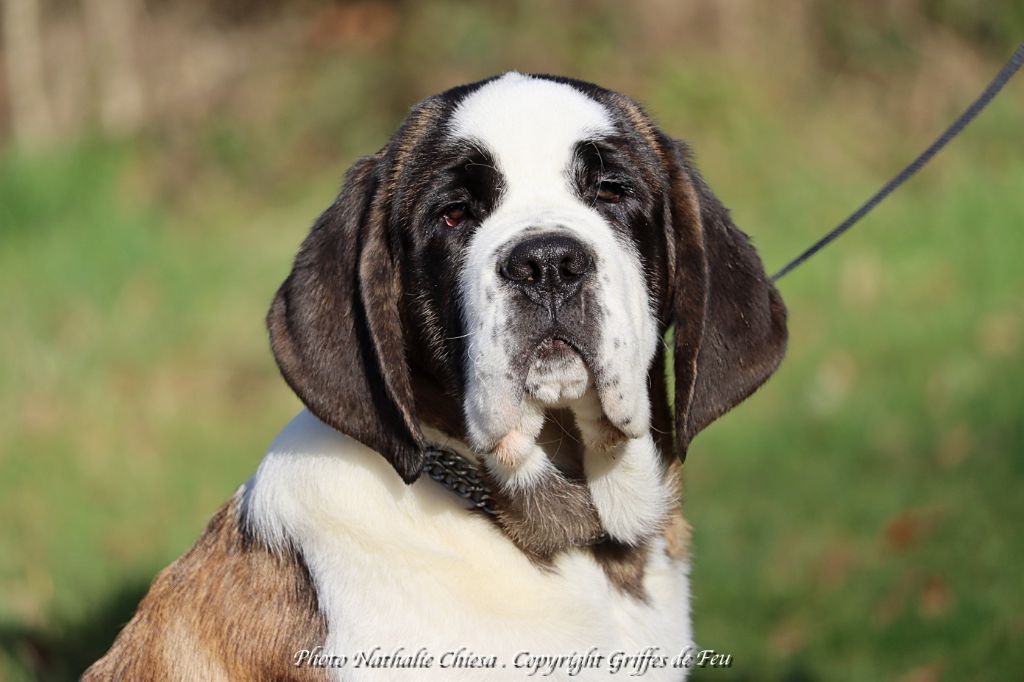 Les Chien du Saint-Bernard de l'affixe Sweet Heart Secret's