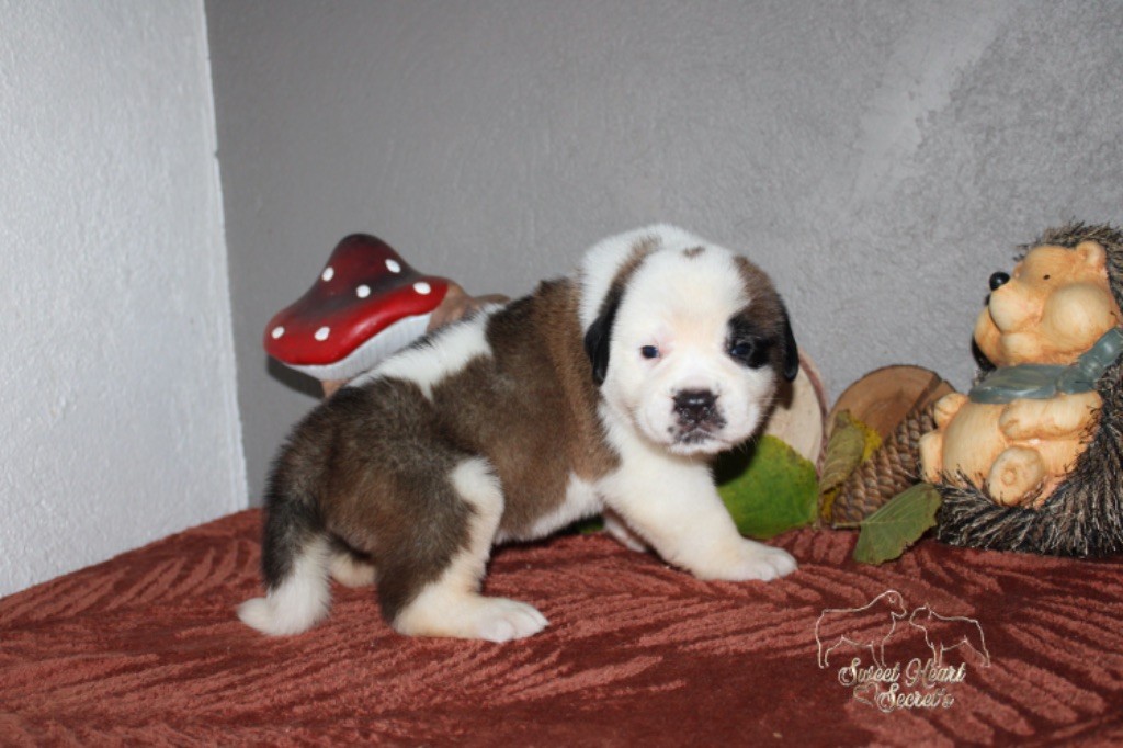 Sweet Heart Secret's - Chiot disponible  - Chien du Saint-Bernard