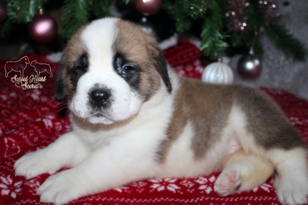 Sweet Heart Secret's - Chiot disponible  - Chien du Saint-Bernard