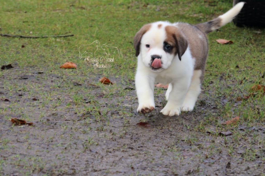 Sweet Heart Secret's - Chiot disponible  - Chien du Saint-Bernard