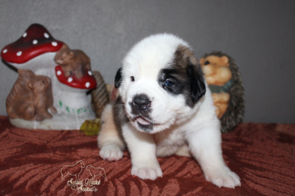 Sweet Heart Secret's - Chiot disponible  - Chien du Saint-Bernard