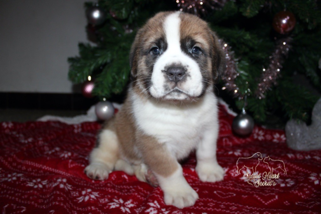 Sweet Heart Secret's - Chiot disponible  - Chien du Saint-Bernard