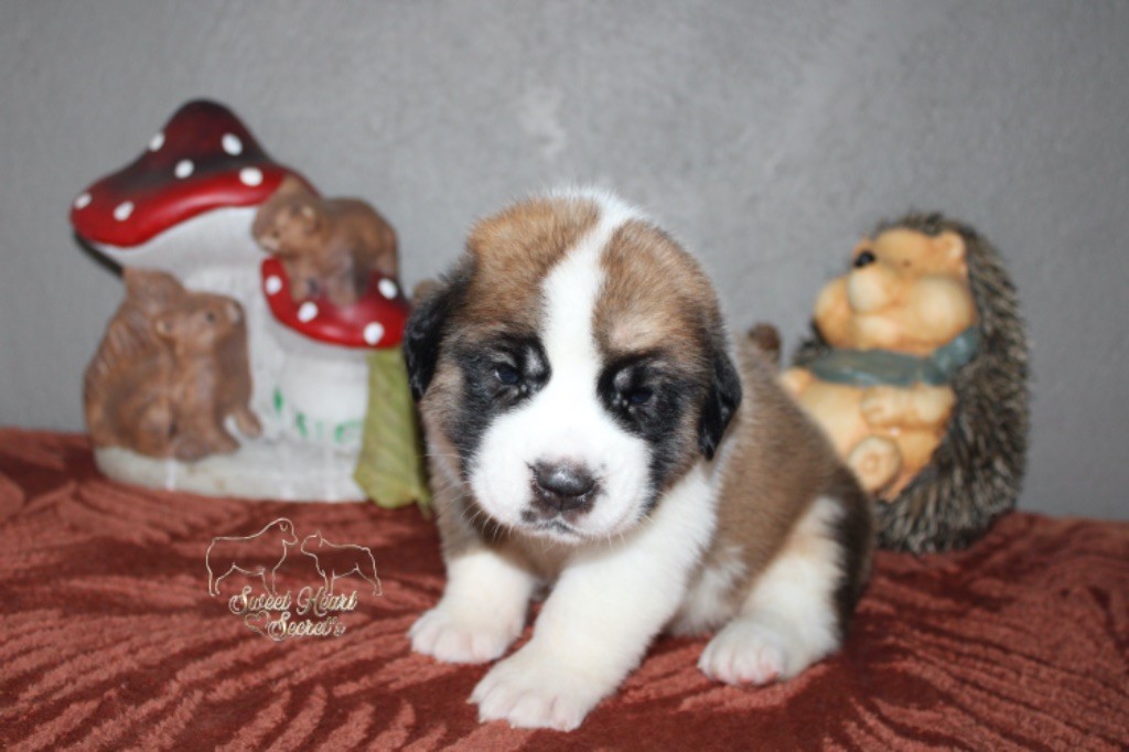 Sweet Heart Secret's - Chiot disponible  - Chien du Saint-Bernard