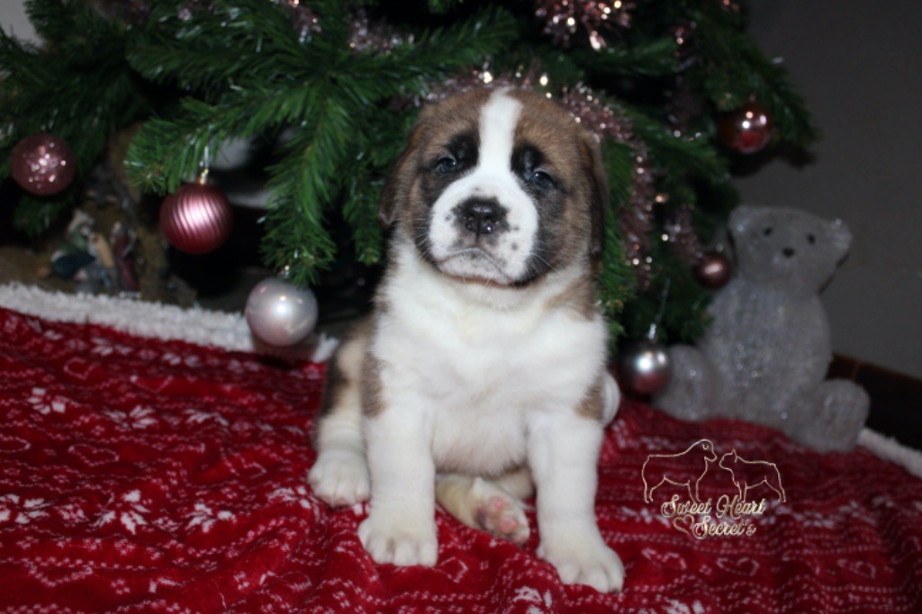 Sweet Heart Secret's - Chiot disponible  - Chien du Saint-Bernard