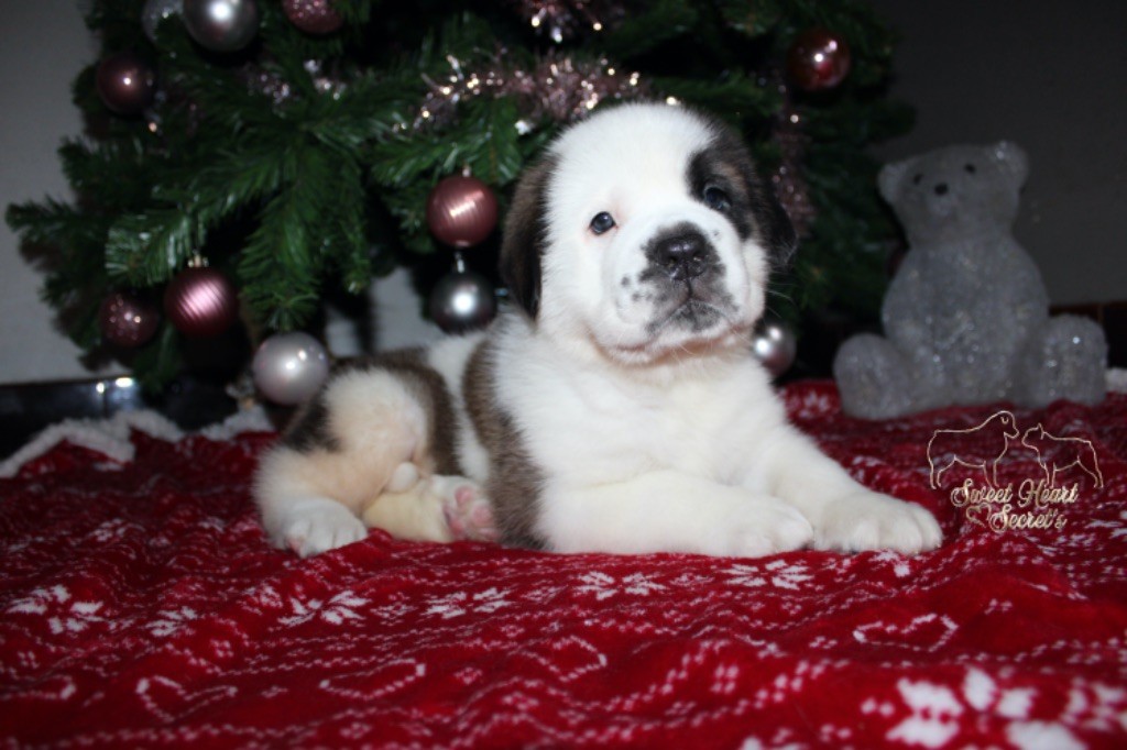 Sweet Heart Secret's - Chiot disponible  - Chien du Saint-Bernard