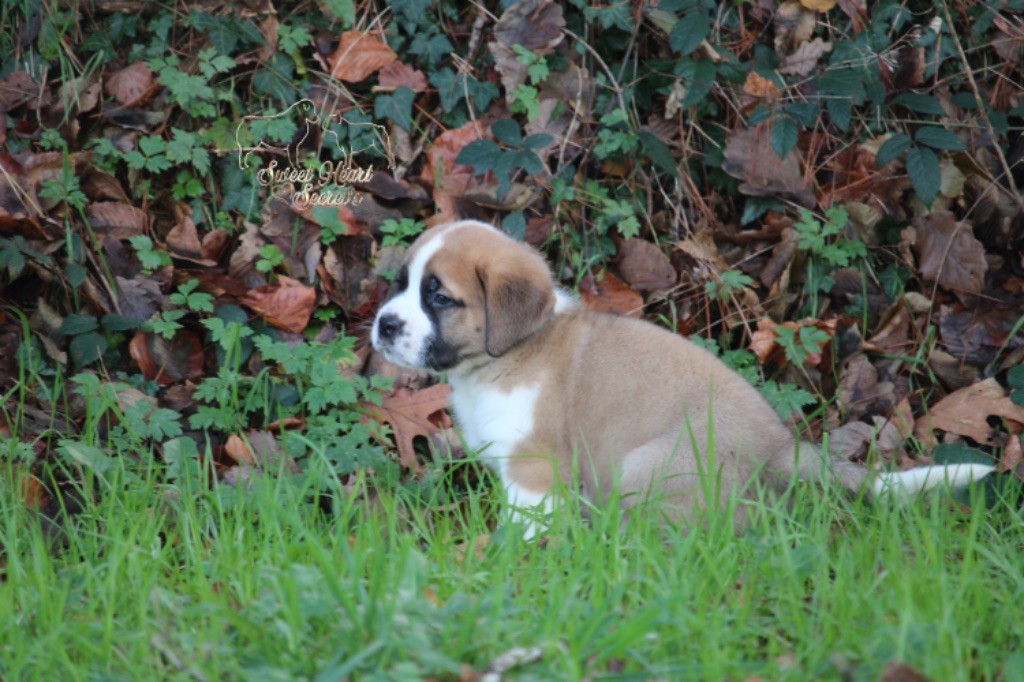 Sweet Heart Secret's - Chiot disponible  - Chien du Saint-Bernard