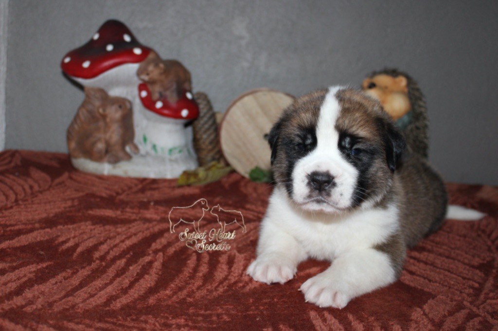 Sweet Heart Secret's - Chiot disponible  - Chien du Saint-Bernard