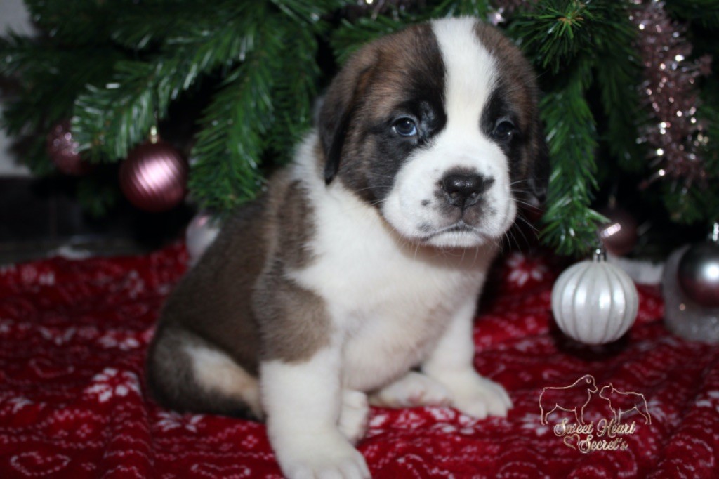 Sweet Heart Secret's - Chiot disponible  - Chien du Saint-Bernard