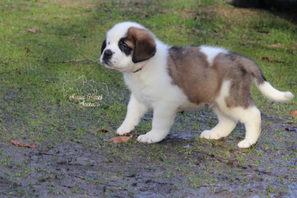 Sweet Heart Secret's - Chiot disponible  - Chien du Saint-Bernard