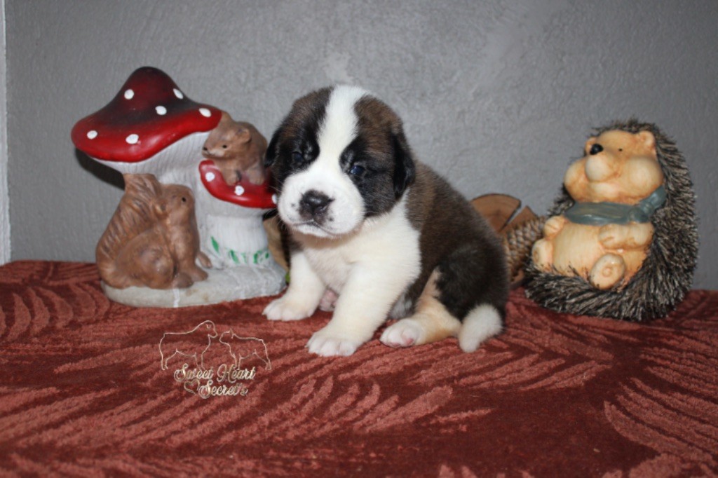 Sweet Heart Secret's - Chiot disponible  - Chien du Saint-Bernard