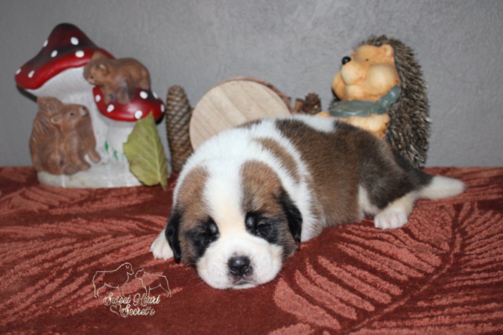 Sweet Heart Secret's - Chiot disponible  - Chien du Saint-Bernard