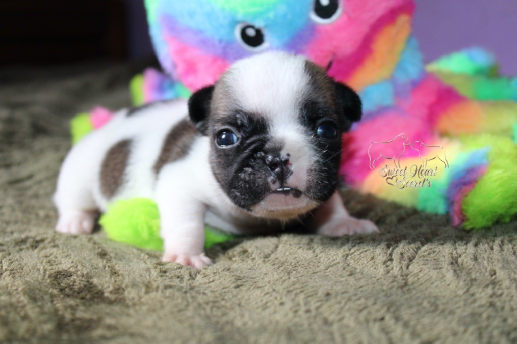 Sweet Heart Secret's - Chiots disponibles - Bouledogue français