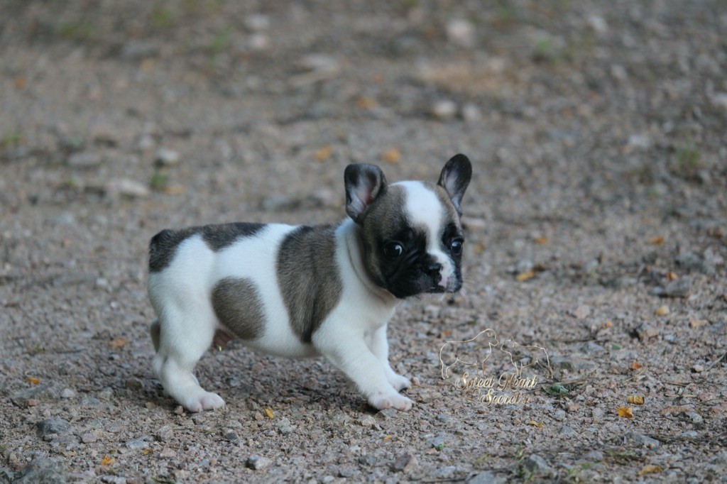 Sweet Heart Secret's - Chiots disponibles - Bouledogue français