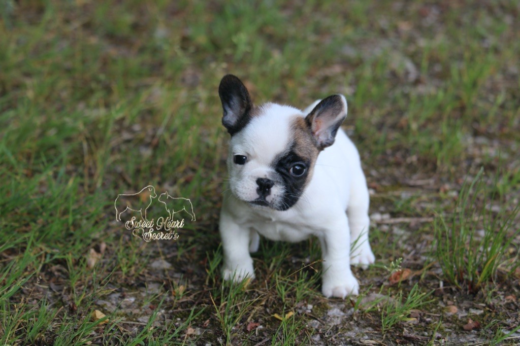Sweet Heart Secret's - Chiots disponibles - Bouledogue français