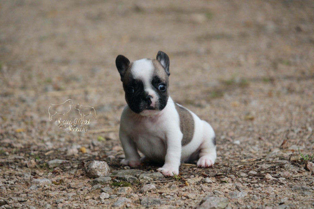 Sweet Heart Secret's - Chiots disponibles - Bouledogue français