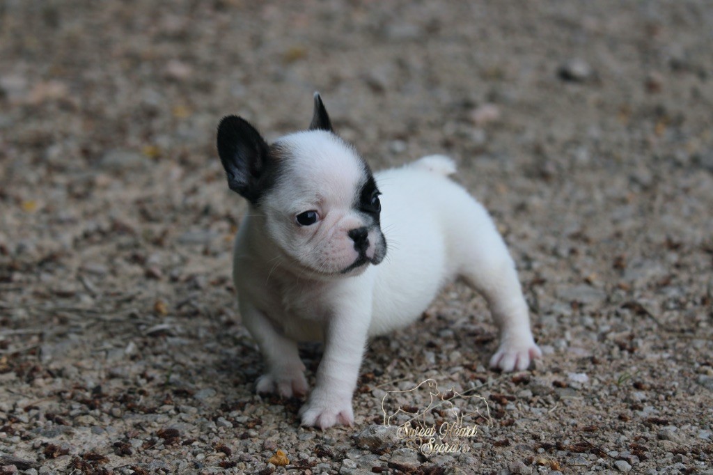 Sweet Heart Secret's - Chiots disponibles - Bouledogue français