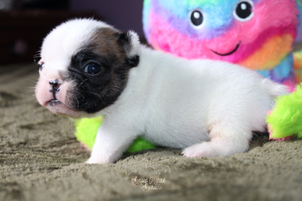 Sweet Heart Secret's - Chiots disponibles - Bouledogue français